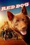 Nonton film Red Dog (2011) terbaru di Dutamovie21 Nonton film Red Dog (2011) terbaru di Dutamovie21