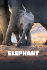 Nonton film Elephant (2020) terbaru di Dutamovie21 Nonton film Elephant (2020) terbaru di Dutamovie21