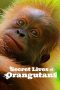 Nonton film Secret Lives of Orangutans (2024) terbaru di Dutamovie21 Nonton film Secret Lives of Orangutans (2024) terbaru di Dutamovie21