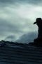 Nonton film 1923 Season 2 Episode 7 terbaru di Dutamovie21 Nonton film 1923 Season 2 Episode 7 terbaru di Dutamovie21