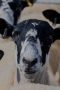Nonton film Clarkson’s Farm Season 5 Episode 2 terbaru di Dutamovie21 Nonton film Clarkson’s Farm Season 5 Episode 2 terbaru di Dutamovie21